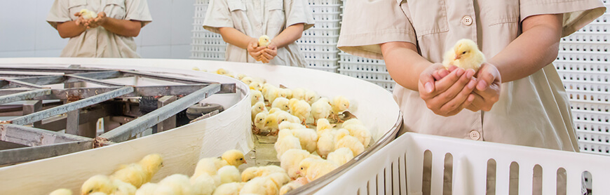 糖果派对游戏官网 - 首页