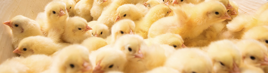 糖果派对游戏官网 - 首页