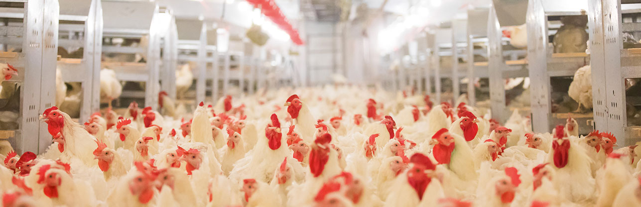 糖果派对游戏官网 - 首页