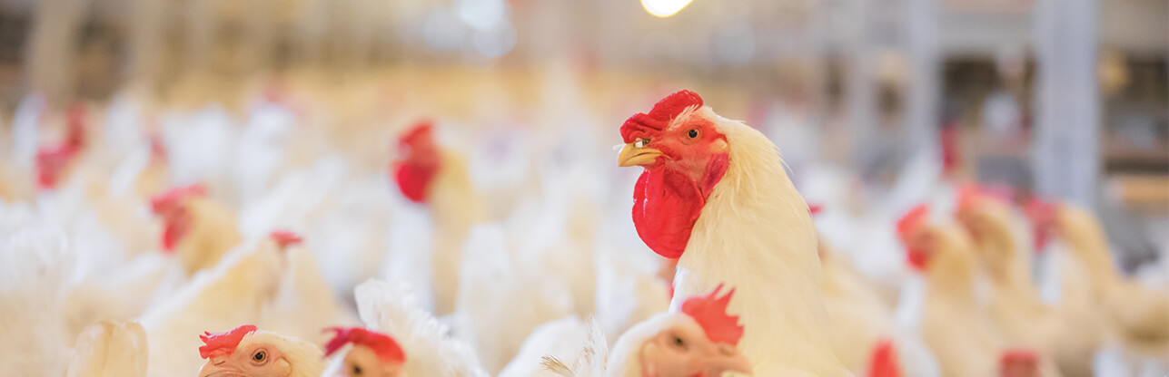 糖果派对游戏官网 - 首页